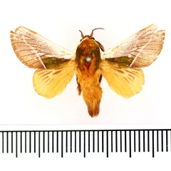 /filer/webapps/moths/media/images/C/cineracea_Latoia_AM_BMNH_02.jpg