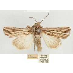 /filer/webapps/moths/media/images/M/milloti_Analetia_AM_BMNH_02.jpg