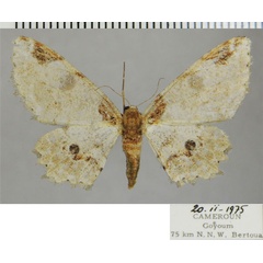 /filer/webapps/moths/media/images/P/probola_Colocleora_AF_ZSM.jpg