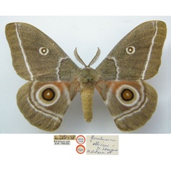 /filer/webapps/moths/media/images/E/ellisoni_Gonimbrasia_HT_NHMUKa.jpg