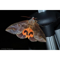/filer/webapps/moths/media/images/P/phalonia_Eudocima_A_Pasquasy_01.jpg