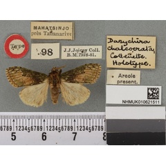 /filer/webapps/moths/media/images/C/chalcocrata_Dasychira_HT_BMNHa.jpg