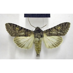/filer/webapps/moths/media/images/L/leucopis_Cucullia_AM_TMSA.jpg