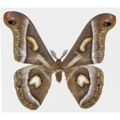 /filer/webapps/moths/media/images/W/watulegei_Epiphora_AM_Basquin.jpg