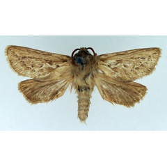 /filer/webapps/moths/media/images/R/rivula_Eudalaca_AM_TMSA_01.jpg