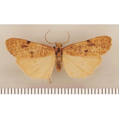 /filer/webapps/moths/media/images/P/poliographa_Pasteosia_HT_TMSA.jpg