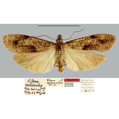 /filer/webapps/moths/media/images/C/carbunculosa_Eilema_HT_MNHN.jpg