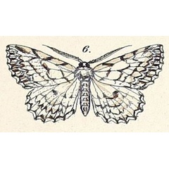 /filer/webapps/moths/media/images/A/accentuata_Boarmia_HT_Felder_1875_125-6.jpg