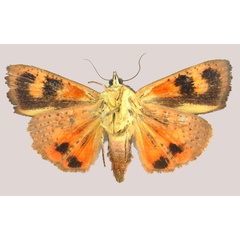 /filer/webapps/moths/media/images/M/mauricea_Hyblaea_HT_ZSMb.jpg