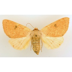 /filer/webapps/moths/media/images/M/marginifera_Ctenusa_AF_TMSA_02.jpg