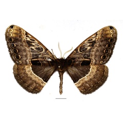 /filer/webapps/moths/media/images/R/richinii_Dactyloceras_AM_Basquin_04.jpg