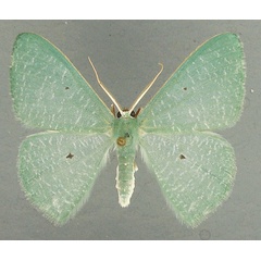 /filer/webapps/moths/media/images/G/germinaria_Prasinocyma_AM_TMSA.jpg