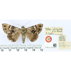 /filer/webapps/moths/media/images/A/atrigona_Tolna_ST_BMNH.jpg