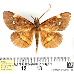 /filer/webapps/moths/media/images/A/albiplagiata_Gracilodes_AM_BMNH.jpg