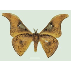 /filer/webapps/moths/media/images/U/unguiculata_Dogoia_AM_Basquinb.jpg