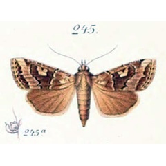 /filer/webapps/moths/media/images/N/norma_Dianthoecia_HT_Saalmuller_13-245.jpg