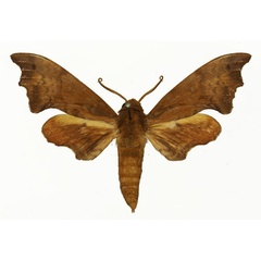 /filer/webapps/moths/media/images/B/bergeri_Grillotius_AM_Basquin.jpg