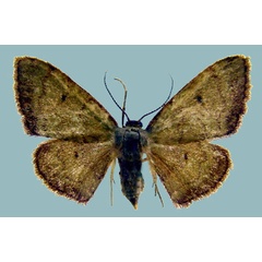 /filer/webapps/moths/media/images/V/vidalensis_Isoplenodia_AF_ZSM.jpg