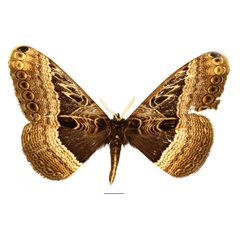 /filer/webapps/moths/media/images/V/vingerhoedti_Dactyloceras_AM_Basquin_02.jpg