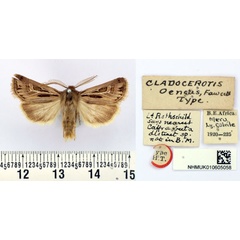 /filer/webapps/moths/media/images/O/oeneus_Cladocerotis_HT_BMNH.jpg