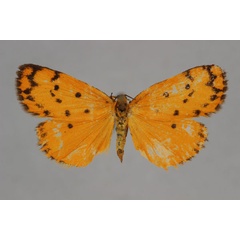 /filer/webapps/moths/media/images/D/dissimilis_Ochrota_HT_BMNH.jpg