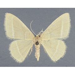 /filer/webapps/moths/media/images/A/articulicornis_Chlorissa_AM_TMSA.jpg
