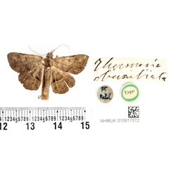 /filer/webapps/moths/media/images/O/obumbrata_Thermesia_HT_BMNH.jpg