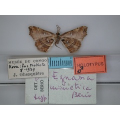/filer/webapps/moths/media/images/M/mimetica_Egnasia_HT_RMCA_02.jpg