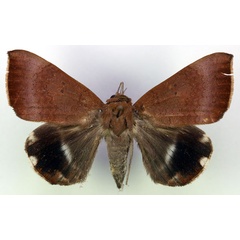/filer/webapps/moths/media/images/V/violaceofascia_Achaea_A_RMCA.jpg