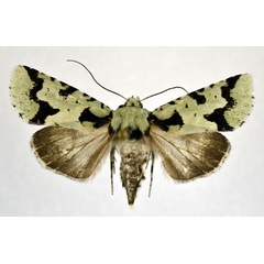/filer/webapps/moths/media/images/P/pocsi_Homonacna_AF_NHMO.jpg