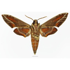 /filer/webapps/moths/media/images/K/kitchingi_Daphnis_AM_Basquinb.jpg