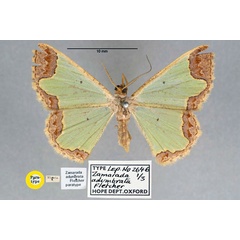 /filer/webapps/moths/media/images/A/adumbrata_Zamarada_PT_OUMNH_01.jpg