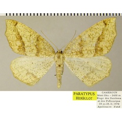 /filer/webapps/moths/media/images/A/affirmata_Epigynopteryx_PTF_ZSM.jpg