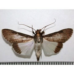 /filer/webapps/moths/media/images/M/melanoplaga_Audea_A_Revell.jpg