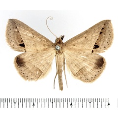 /filer/webapps/moths/media/images/S/stictigramma_Gesonia_AM_BMNH.jpg