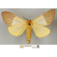 /filer/webapps/moths/media/images/M/meloui_Coenostegia_PLTF_BMNH_02.jpg