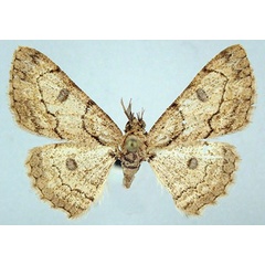 /filer/webapps/moths/media/images/M/marginata_Orbamia_PTM_ZSMa.jpg