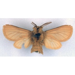 /filer/webapps/moths/media/images/N/negusi_Metarctia_HT_BMNH_02.jpg