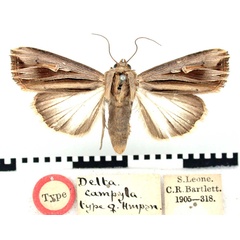/filer/webapps/moths/media/images/C/campyla_Delta_HT_BMNH.jpg