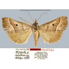 /filer/webapps/moths/media/images/S/sakalava_Biregula_AT_MNHN.jpg