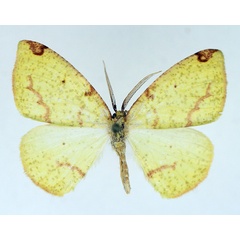 /filer/webapps/moths/media/images/C/curvimargo_Epigynopteryx_AM_TMSA.jpg