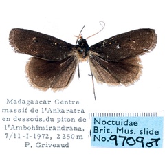 /filer/webapps/moths/media/images/N/nigra_Tathorhynchus_AM_BMNH_01.jpg