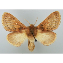 /filer/webapps/moths/media/images/C/cervina_Pseudolyra_AF_TMSA.jpg