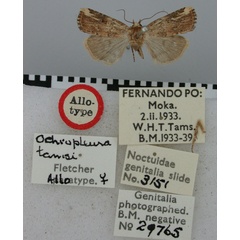 /filer/webapps/moths/media/images/T/tamsi_Ochropleura_AT_BMNH.jpg
