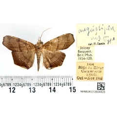 /filer/webapps/moths/media/images/A/angustipennis_Gracilodes_HT_BMNH.jpg