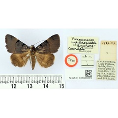 /filer/webapps/moths/media/images/A/argenteocaerulea_Plecopterodes_HT_BMNH.jpg