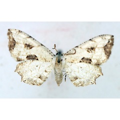 /filer/webapps/moths/media/images/T/triumbrata_Leucoplema_AF_TMSA.jpg
