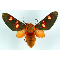 /filer/webapps/moths/media/images/F/flavimacula_Balacra_AM_Ochse.jpg