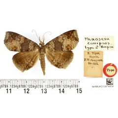 /filer/webapps/moths/media/images/C/canipars_Phaeoscia_HT_BMNH.jpg