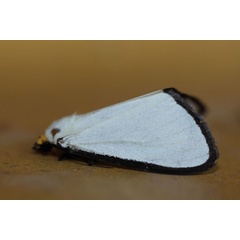 /filer/webapps/moths/media/images/A/alba_Leucovis_A_Voaden_01.jpg